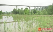 宁县今年实施水生态修复面积5万亩