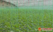 宁县今年种植瓜菜28.02万亩