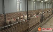 瓦斜乡庄科村：特色产业赋能乡村振兴 美丽宜居绘就小康生活