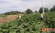 长庆桥镇：村集体经济助力群众富口袋