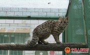 宁县救助一只国家二级保护动物豹猫