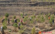 宁县2022年春季国土绿化造林工作陆续启动