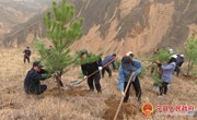 早胜镇：义务植树 美化家园