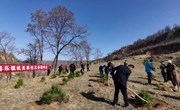 湘乐镇：义务植树 美化家园