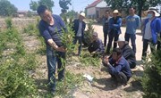 金村乡开展金银花管护实地培训