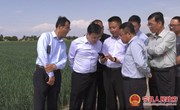 冯毅在中村督查农业重点工作时强调 着眼高质高效 持续推动农业稳产增产 农民稳步增收