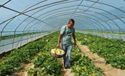 宁县千亩设施瓜菜陆续开园上市