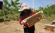 宁县：小蜜蜂“酿”出甜蜜大产业