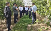 天水市麦积区来宁县考察调研苹果产业 