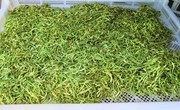 九岘乡开展金银花采摘活动