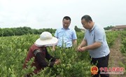 李波到春荣镇调研指导金银花产业发展