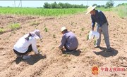 瓦斜乡：推进复种工作 保障粮食安全