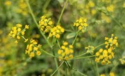 柴胡花开瓦斜美 乡村振兴遍地“金”