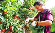 宁县：早熟“嘎啦”苹果采摘上市
