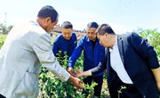 国网庆阳供电公司调研春荣镇王卯千亩金银花种植示范点