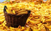 春荣镇2万亩玉米喜获丰收　