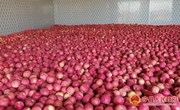 宁县：苹果香飘远 “丰收”正当时