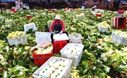 宁县今年种植优质瓜菜29.5万亩