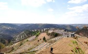 宁县2022年栽植金银花3.2万亩