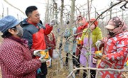 宁县：人勤春来早 果园春剪忙