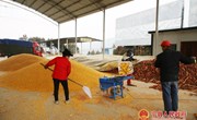 宁县玉米脱粒忙