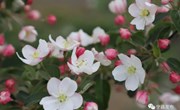 《宁州赏花指南》待到春花浪漫时 邀您宁州来打卡