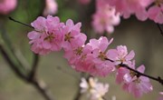 【组图】宁州四月 | 春意枝头俏 百花竞芳菲