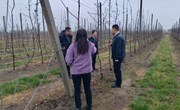 良平镇：多措并举扎实开展春季农作物低温冻害防范应对工作