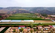 甜瓜种植新模式：认领一窝瓜