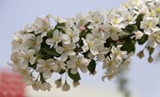 宁县：苹果花开美如画