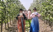 百花仙子游花海 美景佳人互映衬
