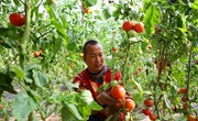 宁县：高品质瓜菜 打通助农增收的“最后一公里”