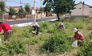 金银花香溢四方 群众增收采摘忙