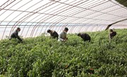 宁县瓜菜产业：开启以科技创新驱动发展新模式