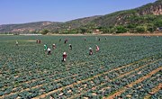 今年春季宁县建成设施瓜菜基地4处