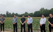 全市粮食高效生产暨复种工作现场推进会观摩团来宁县观摩