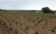 宁县金银花栽植面积达5.7万亩