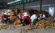 宁县：抢时抓早开展麦后复种工作