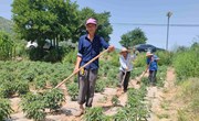 湘乐镇：抗旱保民生促增收