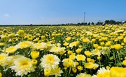 宁县：菊花绽放采摘忙 特色产业助增收