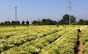 群众幸福忙采菊 特色产业助增收