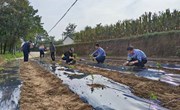 太昌镇: 种植金银花 种出群众致富路