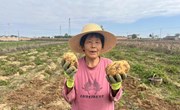刘坳村：支部引领“小土豆”变身“金豆豆”