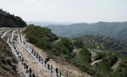 盘克镇：金银花栽“金银”来 助农增收产业兴