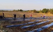 新宁镇十里铺村：荒地种上金银花 铺就“金银”致富路