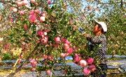《盘克苹果熟了》系列报道 小苹果”成为群众致富的“幸福果”
