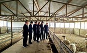王骘均 王光荣调研宁县肉羊产业发展情况