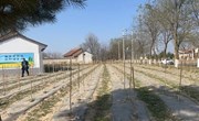 良平镇开展2023年秋季金银花栽植情况自查验收