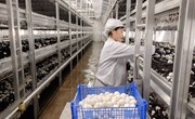 宁县：发展特色产业 助力乡村振兴