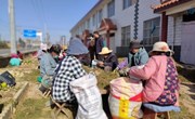 小柴胡大产业 拓宽群众致富路